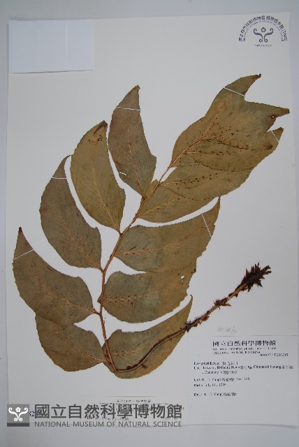 細齒貫眾蕨藏品圖，第1張