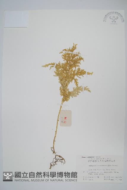 江南卷柏藏品圖，第1張