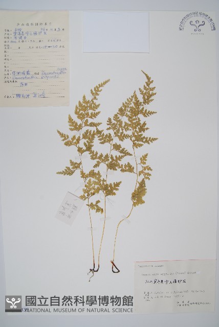 溪洞碗蕨藏品圖，第1張
