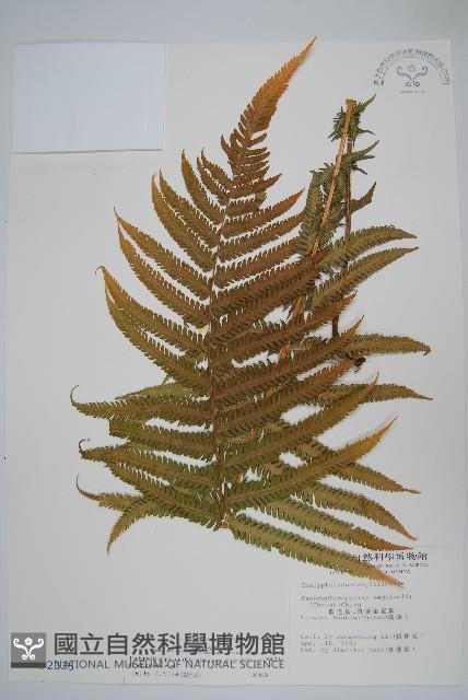 斜葉金星蕨藏品圖，第1張