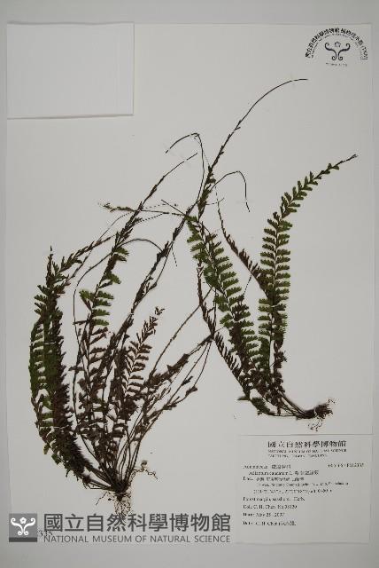 鞭葉鐵線蕨藏品圖，第1張