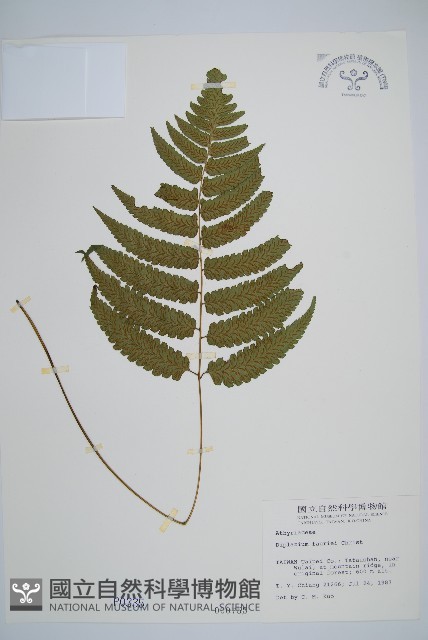 深山雙蓋蕨藏品圖，第1張