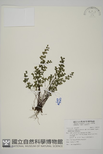 臺灣高山鐵線蕨藏品圖，第1張