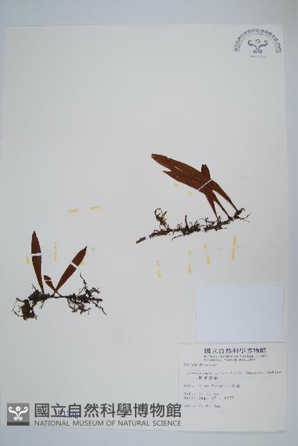 柳葉劍蕨藏品圖，第1張