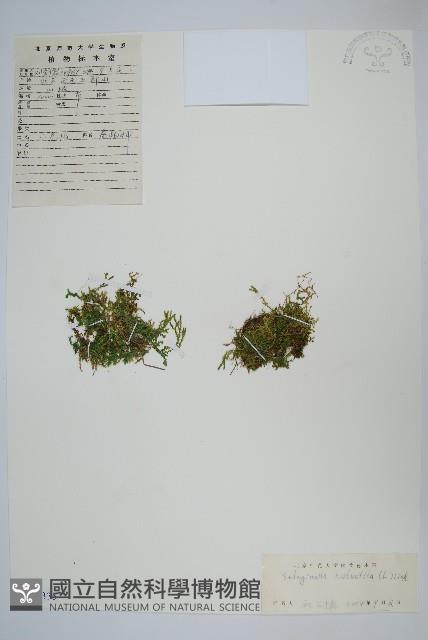 小卷柏藏品圖，第1張