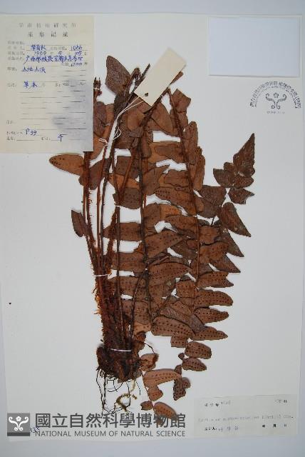 低頭貫眾藏品圖，第1張