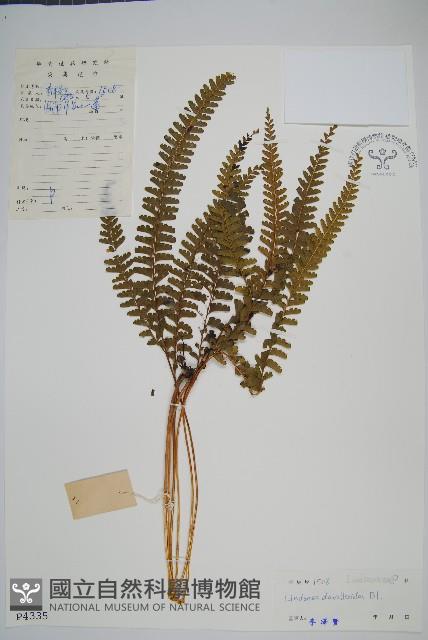 網脈鱗始蕨藏品圖，第1張