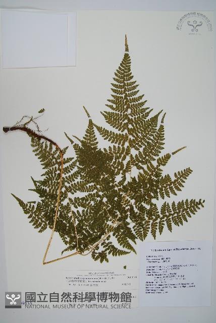 毛苞擬複葉耳蕨藏品圖，第1張