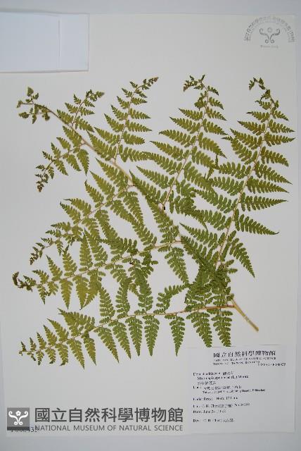 熱帶鱗蓋蕨藏品圖，第1張