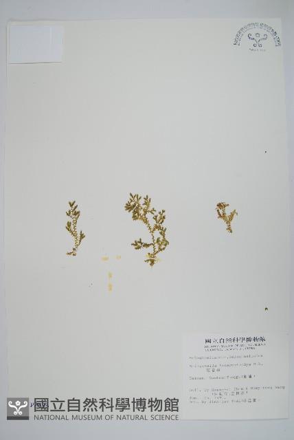 姬卷柏藏品圖，第1張