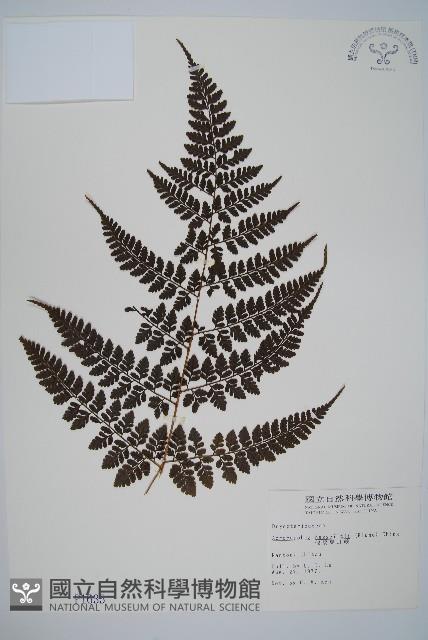 哈氏假複葉耳蕨藏品圖，第1張