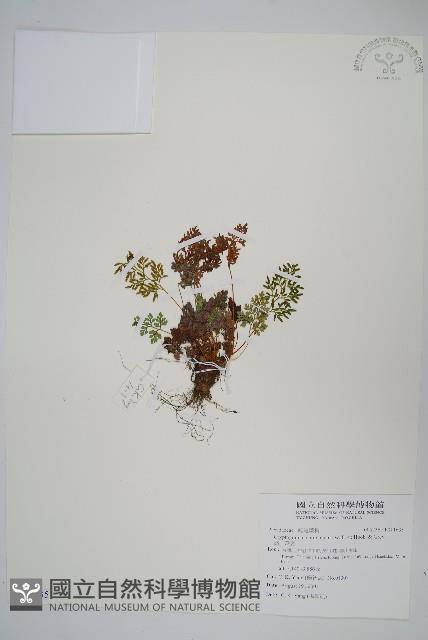 高山珠蕨藏品圖，第1張