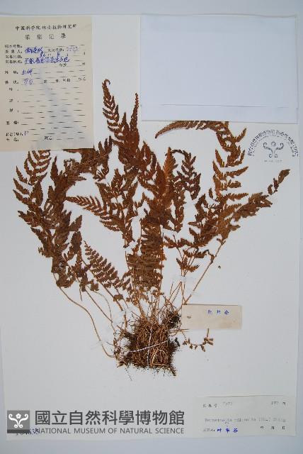 細毛碗蕨藏品圖，第1張