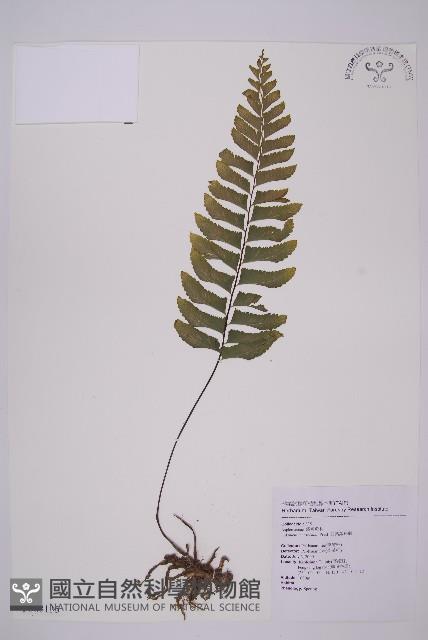 剪葉鐵角蕨藏品圖，第1張