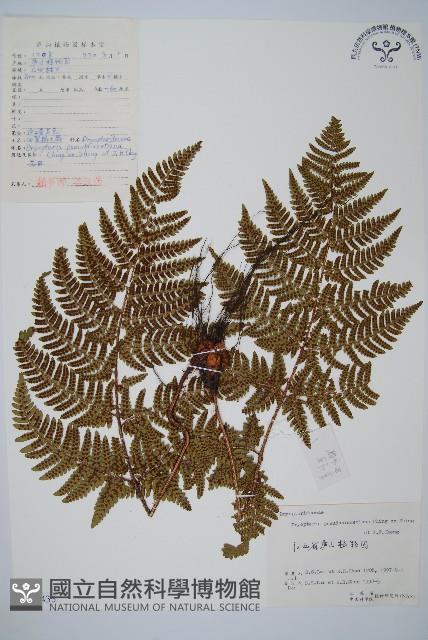 細裂鱗毛蕨藏品圖，第1張