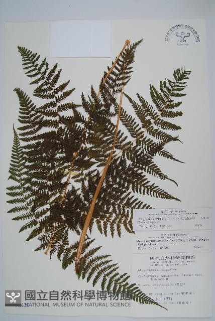 粗毛金星蕨藏品圖，第1張