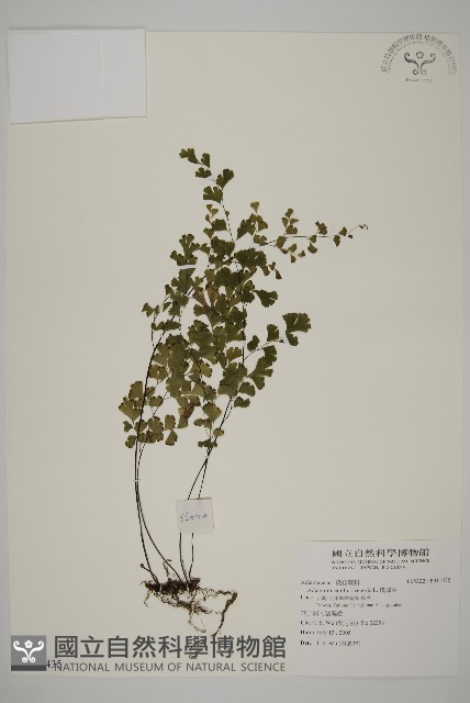 鐵線蕨藏品圖，第1張