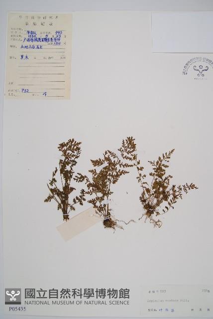 小葉鐵角蕨藏品圖，第1張