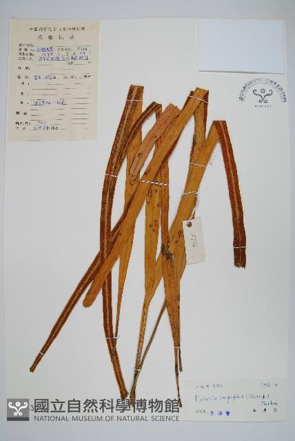 南洋石葦藏品圖，第1張