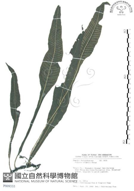 萊氏線蕨藏品圖，第1張