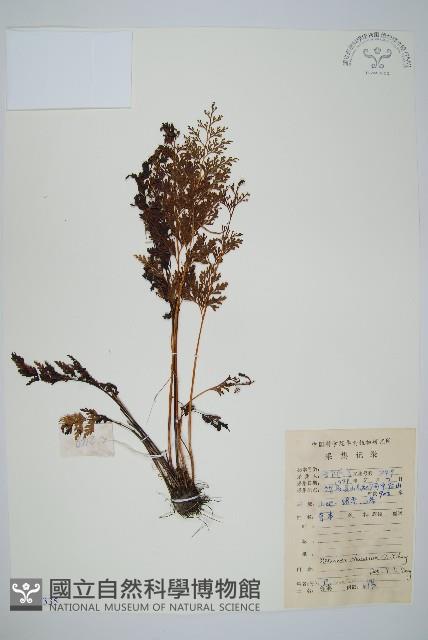 烏蕨藏品圖，第1張