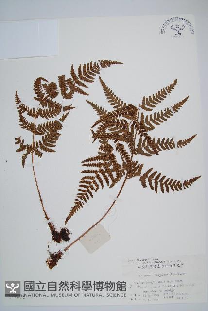 兩色鱗毛蕨藏品圖，第1張