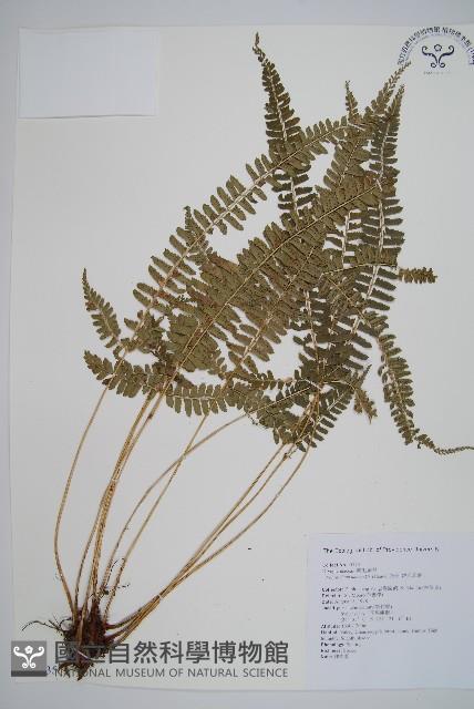 韓氏耳蕨藏品圖，第1張