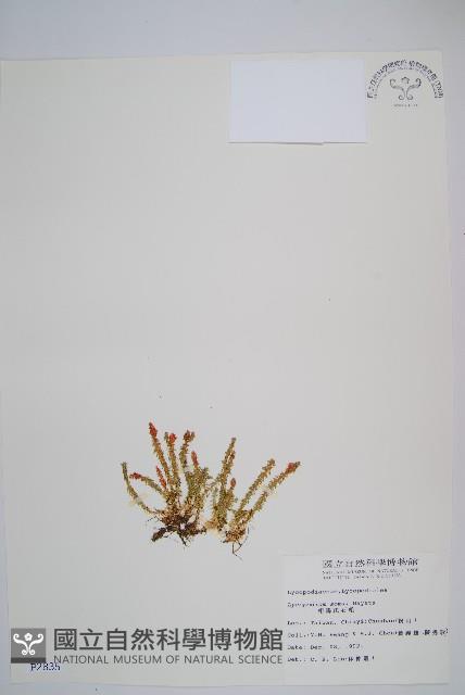 相馬氏石松藏品圖，第1張