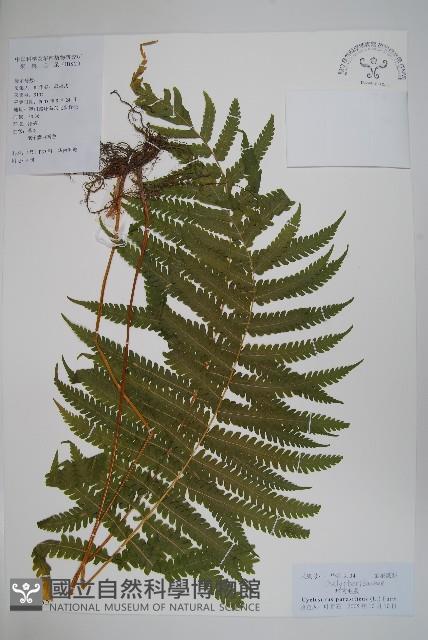 密毛毛蕨藏品圖，第1張