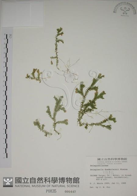 生根卷柏藏品圖，第1張