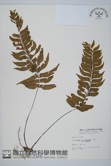 單邊鐵角蕨藏品圖，第1張