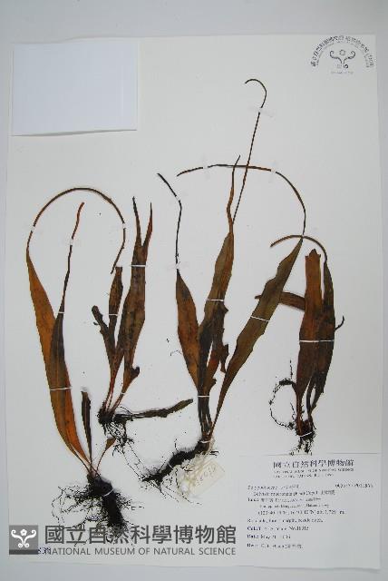 尖嘴蕨藏品圖，第1張