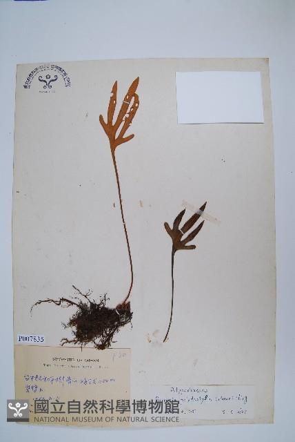 槭葉石葦藏品圖，第1張