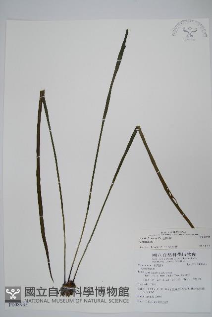 書帶蕨藏品圖，第1張