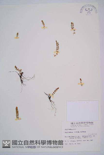 綠柄鐵角蕨藏品圖，第1張