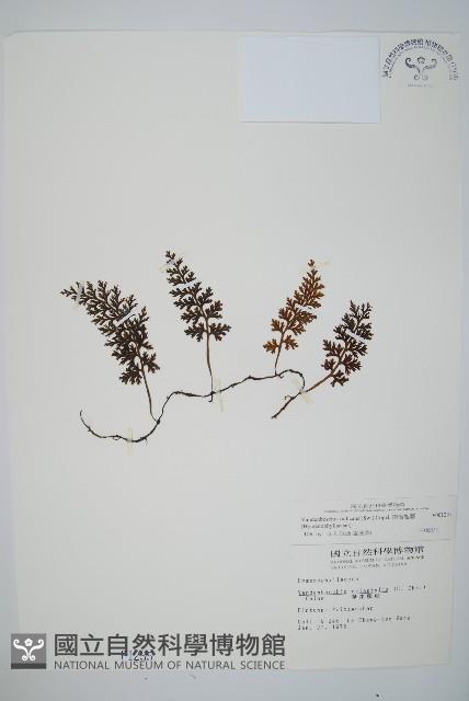 南海瓶蕨藏品圖，第1張