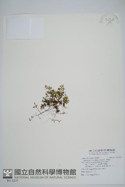 厚壁蕨藏品圖，第1張