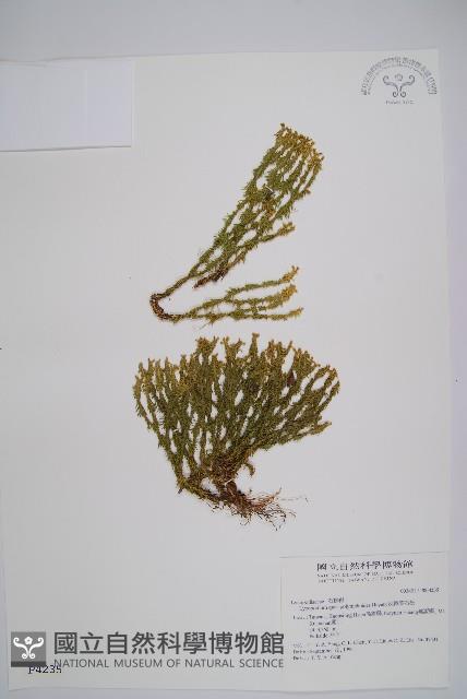 反捲葉石松藏品圖，第1張