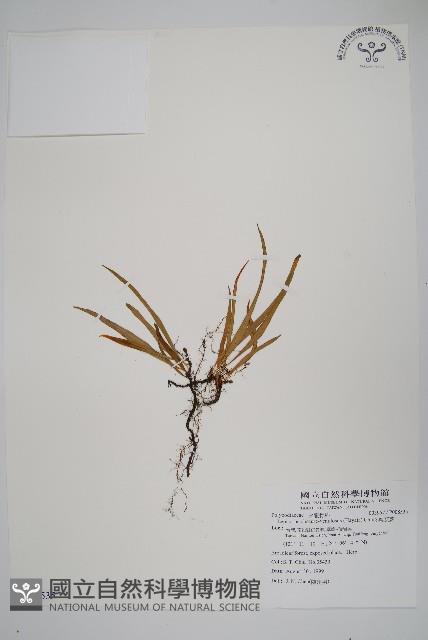 擬芨瓦葦藏品圖，第1張