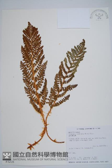 密毛鱗毛蕨藏品圖，第1張