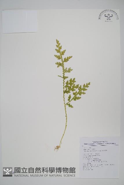 異葉卷柏藏品圖，第1張