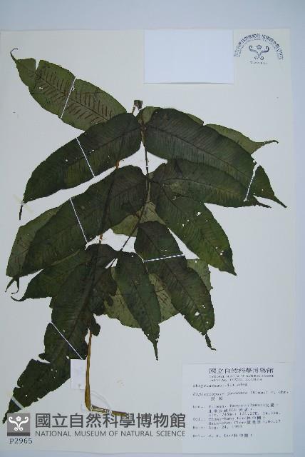 腸蕨藏品圖，第1張