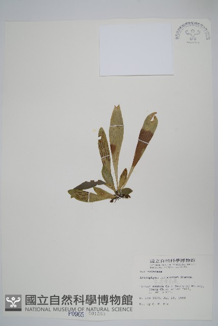 臺灣車前蕨藏品圖，第1張