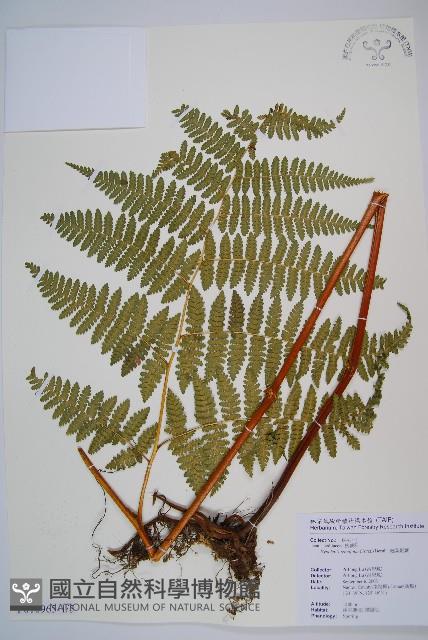細葉姬蕨藏品圖，第1張