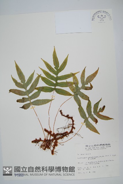 玉山茀蕨藏品圖，第1張