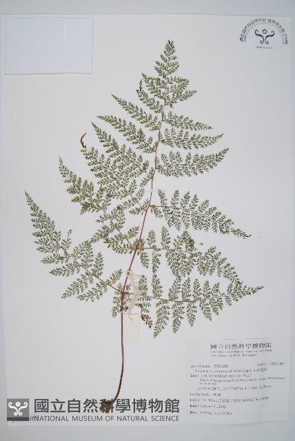 小膜蓋蕨藏品圖，第1張