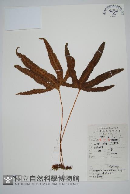 金雞腳藏品圖，第1張