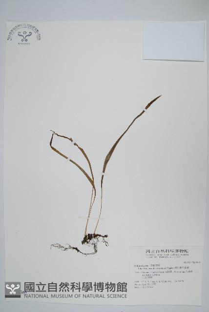 擬烏蘇里瓦葦藏品圖，第1張