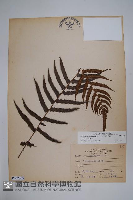 毛蕨藏品圖，第1張