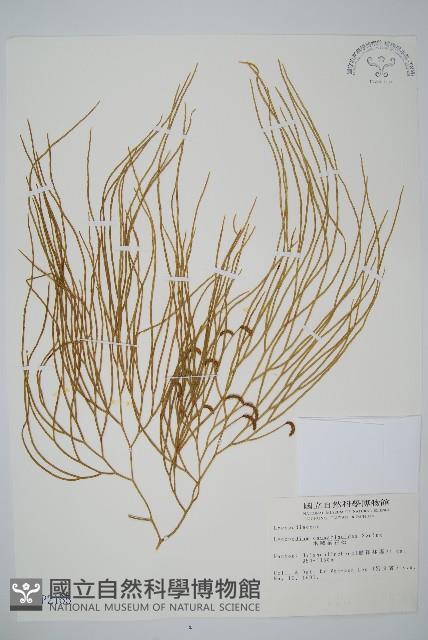 木賊葉石松藏品圖，第1張